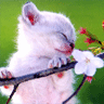 Cat Avatar