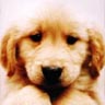 Dog Avatar