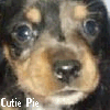 Dog Avatar
