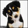 Dog Avatar