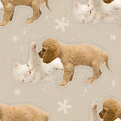 Cat And Dog Background