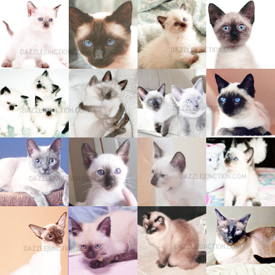 Cat Collage Background