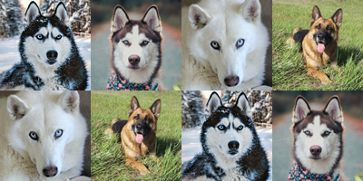 Dogs Collage Background