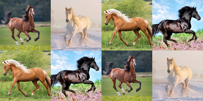 Horse Collage Background
