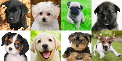 Puppy Collage Background