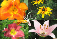 Flower Background