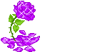 Purple Flower picture