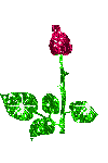 Rose picture