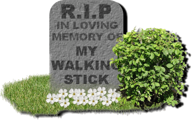Walking Stick Rip picture