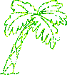 Palm Tree picture