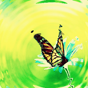 Butterfly picture