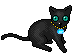 Black Cat