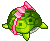 Turtle Gift