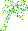 Palm Tree