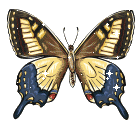 brown-blue-butterfly.gif picture