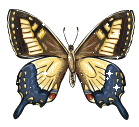Brown Blue Butterfly