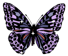 purple-tones-butterfly.gif picture