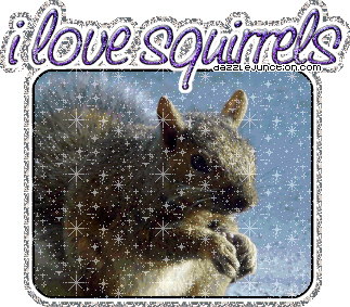 I Love Squirrels
