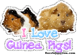 I Love Guinea Pigs