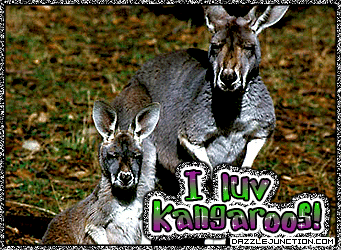 Animal Lovers I Love Kangaroos picture