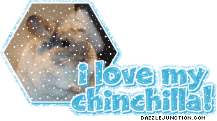 I Love My Chinchilla 09
