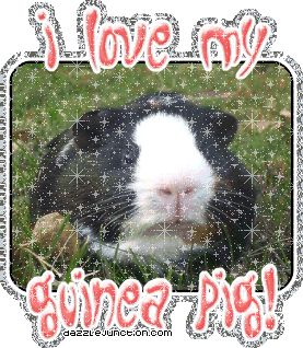 Animal Lovers I Love My Guineapig picture