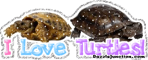 I Love Turtles