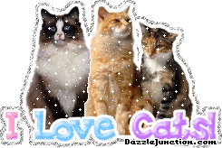Cat Lovers I Love Cats picture