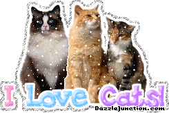 I Love Cats