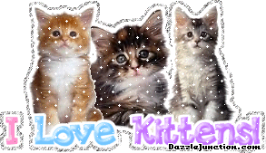 Cat Lovers I Love Kittens picture