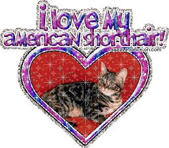 Cat Lovers I Love My Americanshorthair picture