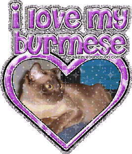 Cat Lovers I Love My Burmese picture