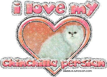 Cat Lovers I Love My Chinchillapersian picture