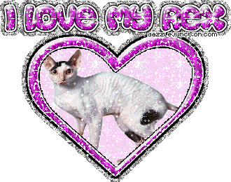 Cat Lovers I Love My Rex picture
