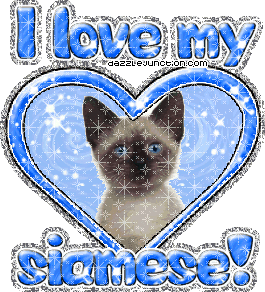 I Love My Siamese