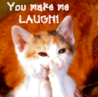 Cute Animals Cat Laugh picture