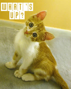 Cute Animals Cat Whats Up picture