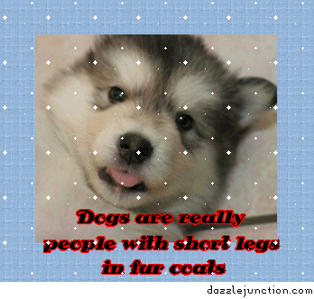 Cute Animals Dog Person Fur Coat picture
