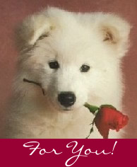 Cute Animals Dog Rose picture