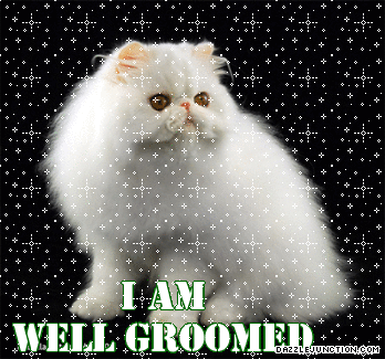 Cute Animals Groomed picture