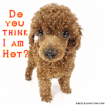 Cute Animals Hot Pup picture