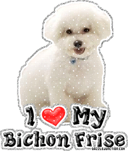 Dog Lovers Bischon Frise picture