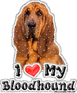 Dog Lovers Bloodhound picture