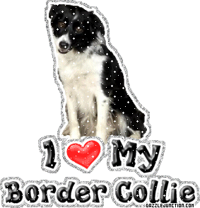 Dog Lovers Border Collie picture
