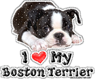 Dog Lovers Boston Terrier picture