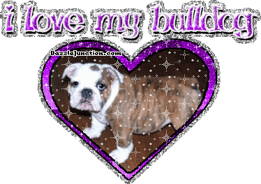 Bulldog