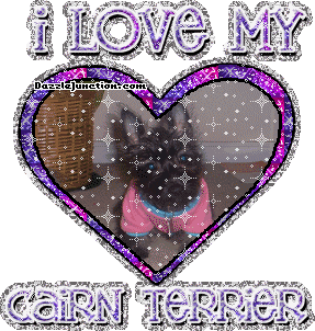 Cairn Terrier