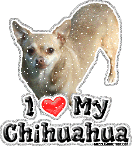 Dog Lovers Chihuahua picture