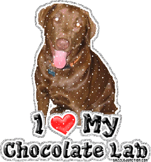 Dog Lovers Chocolate Lab picture