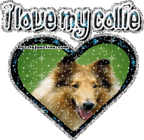 Dog Lovers Collie picture